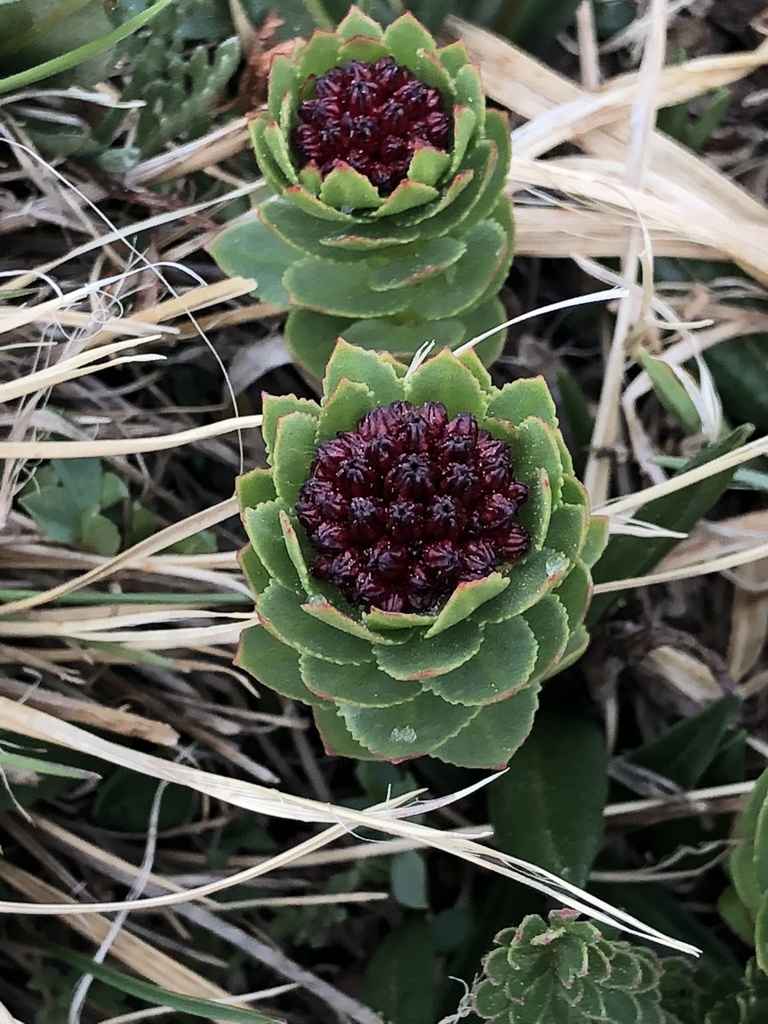 Rhodiola integrifolia subsp. integrifolia (Western roseroot), native California herb
