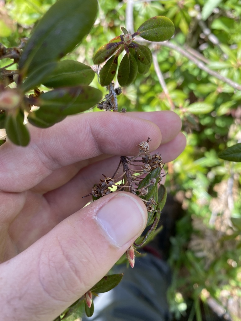 Rhododendron columbianum (Western labrador tea), native California shrub