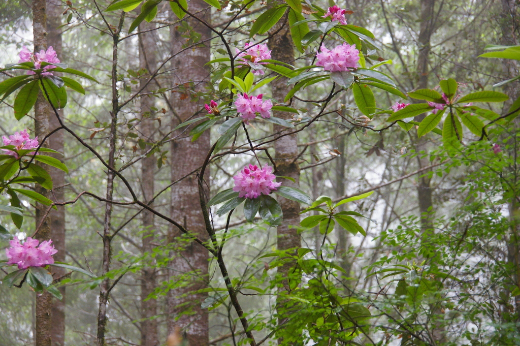 Rhododendron macrophyllum (California rhododendron), native California shrub / tree