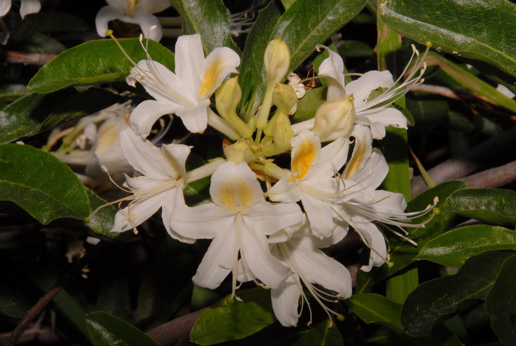 Rhododendron occidentale (California azalea), native California shrub