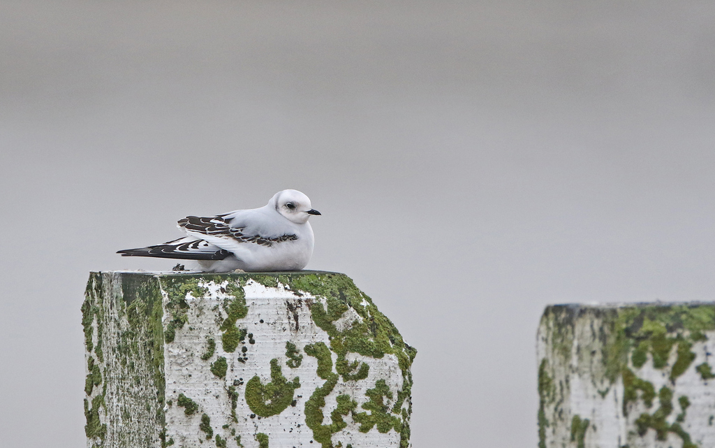Rhodostethia rosea (Ross's Gull), California species