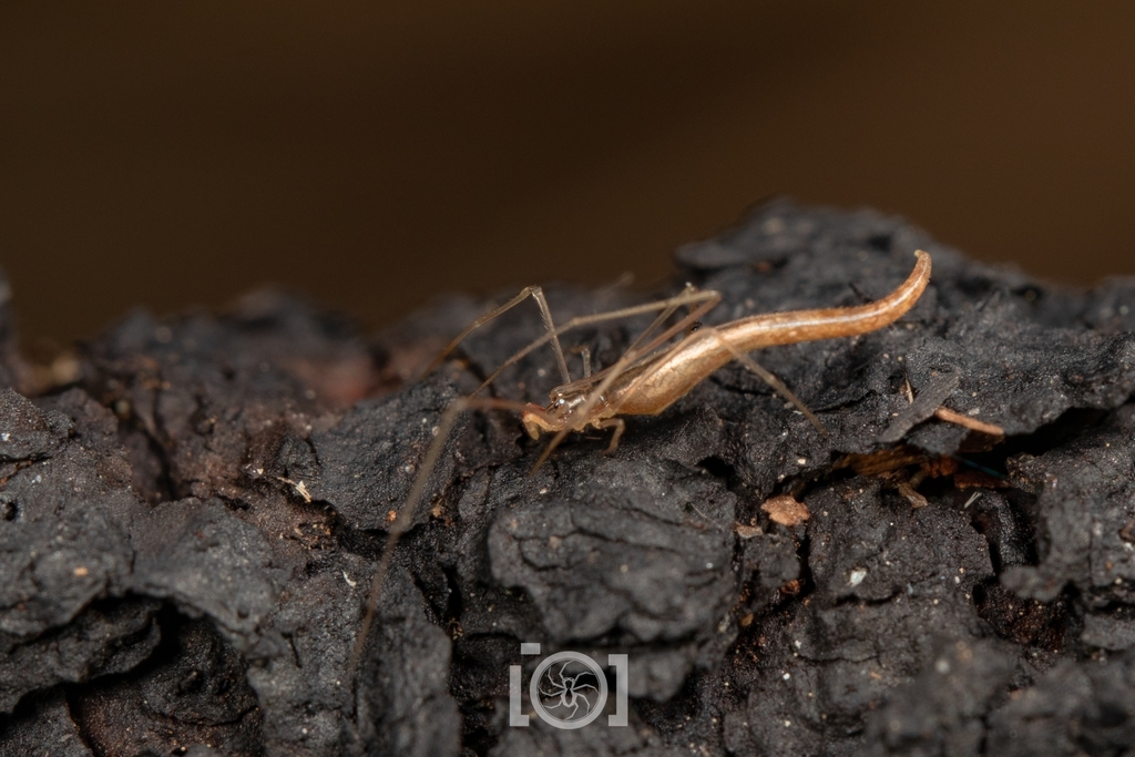 Rhomphaea fictilium (Lizard Spider), California species