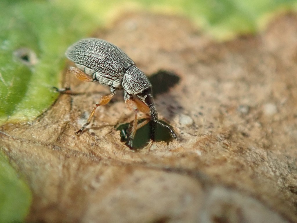Rhopalapion longirostre (Hollyhock Weevil), California species