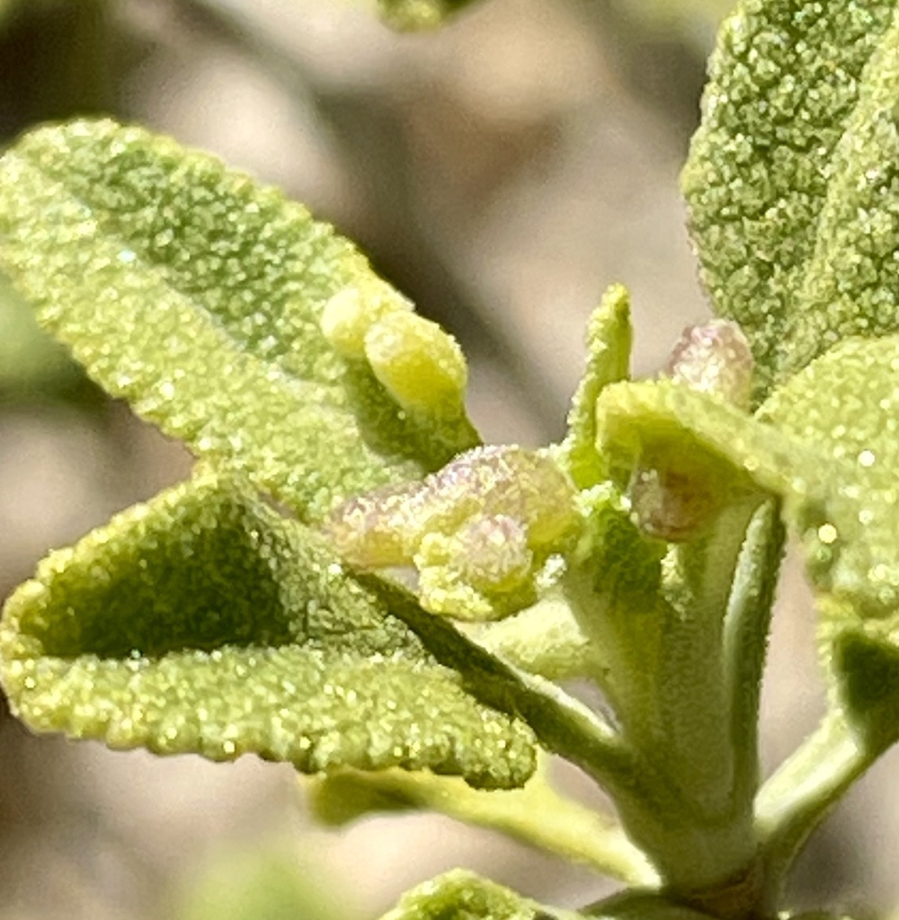 Rhopalomyia audibertiae (White Sage Leaf Gall Midge), California species