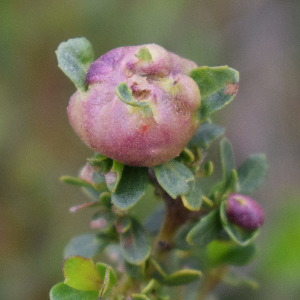 Rhopalomyia californica (Coyote Brush Bud Gall Midge), California species