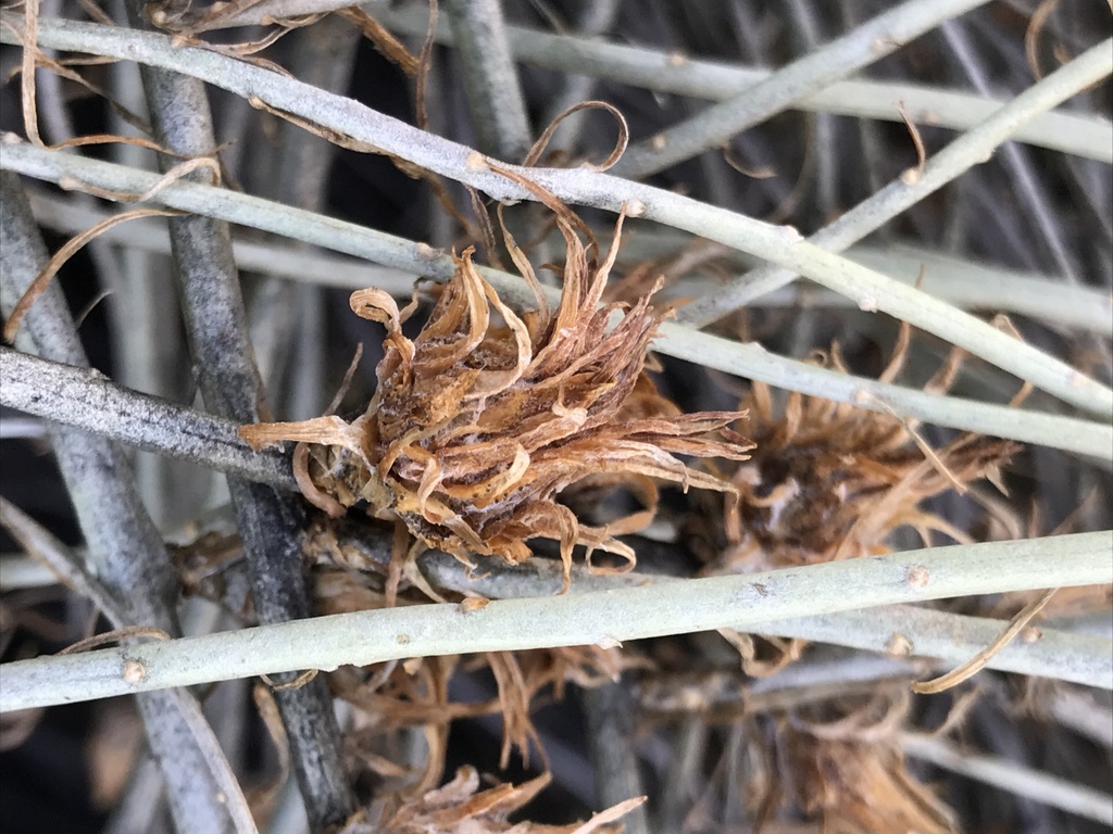 Rhopalomyia ericameriae (Rosette Bud Gall Midge), California species