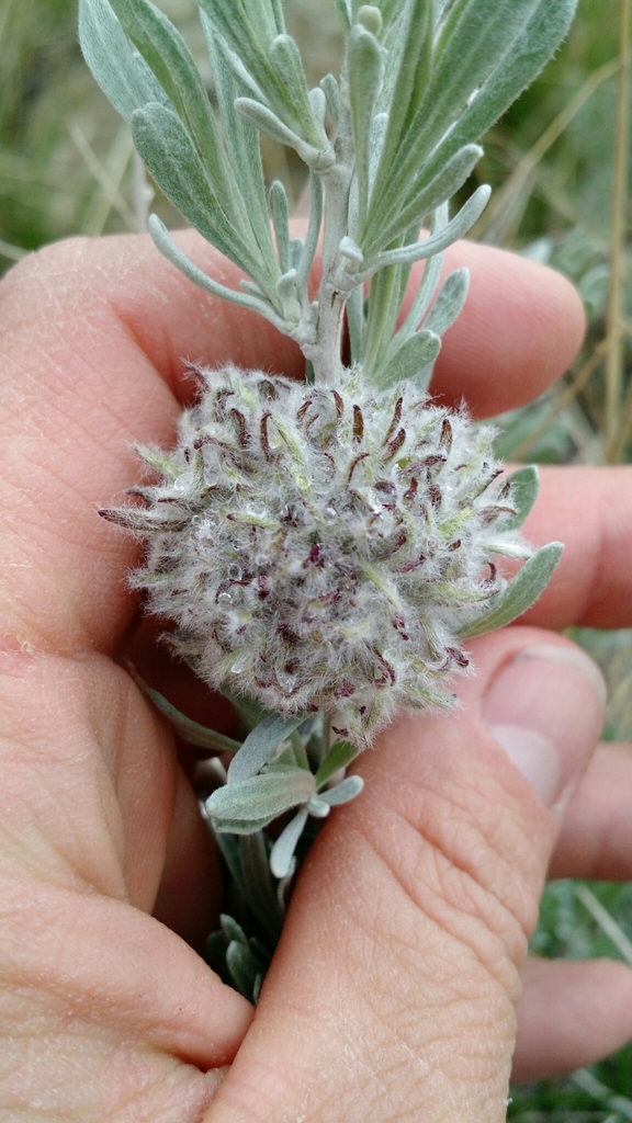 Rhopalomyia medusirrasa (Woolly Bud Gall Midge), California species