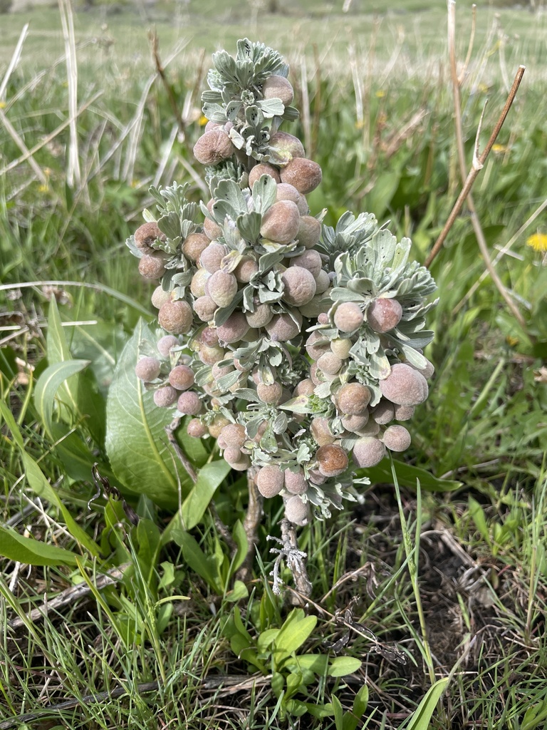 Rhopalomyia pomum (Sponge Gall Midge), California species
