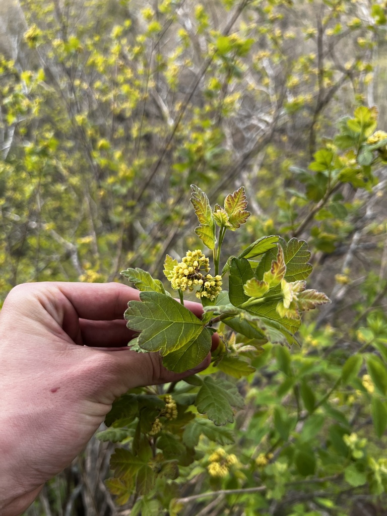Rhus aromatica var. simplicifolia (single-leaved skunkbrush), California species