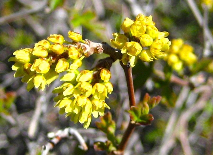 Rhus aromatica (Skunk bush), native California shrub