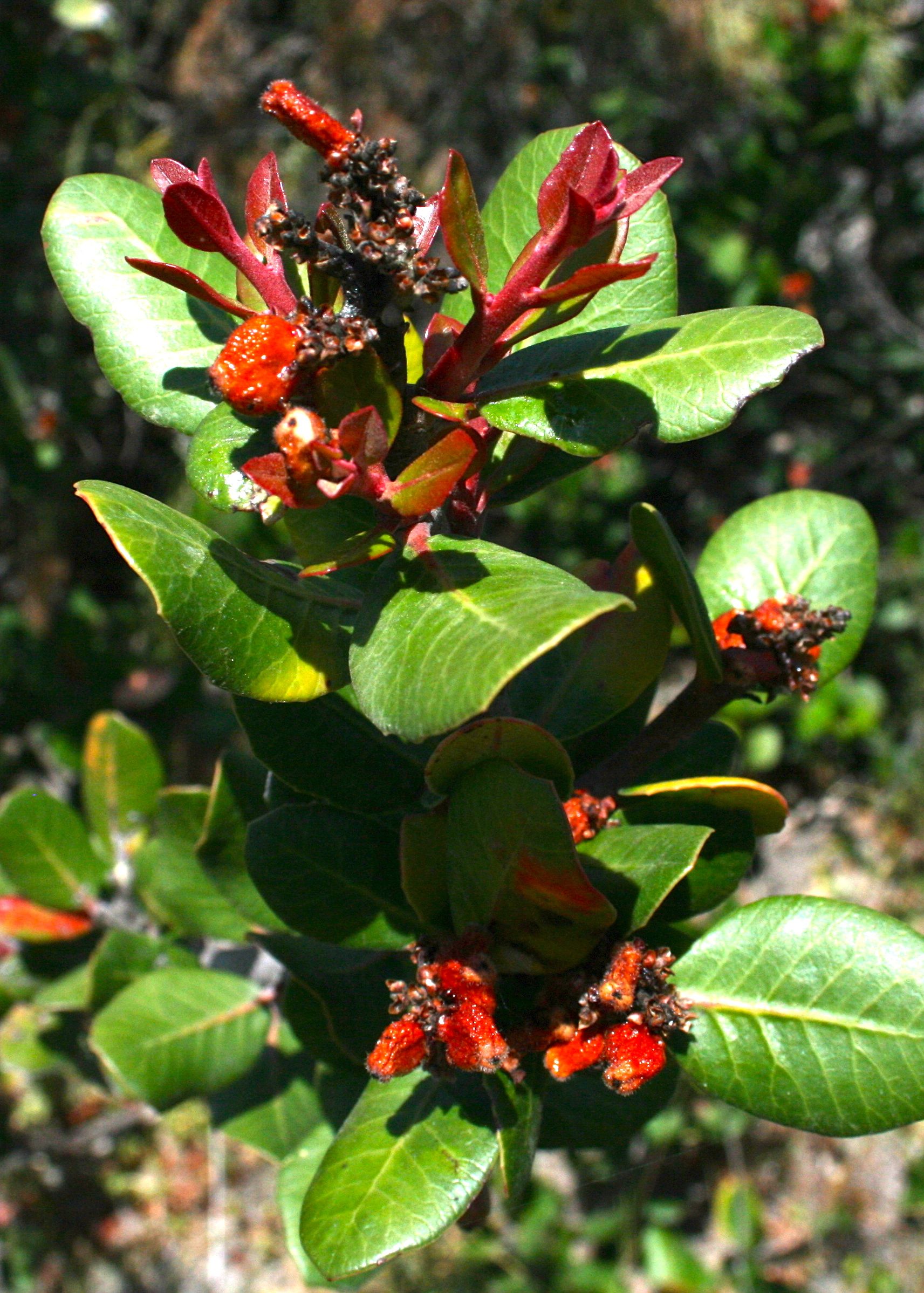 Rhus integrifolia (Lemonade berry), native California shrub / tree