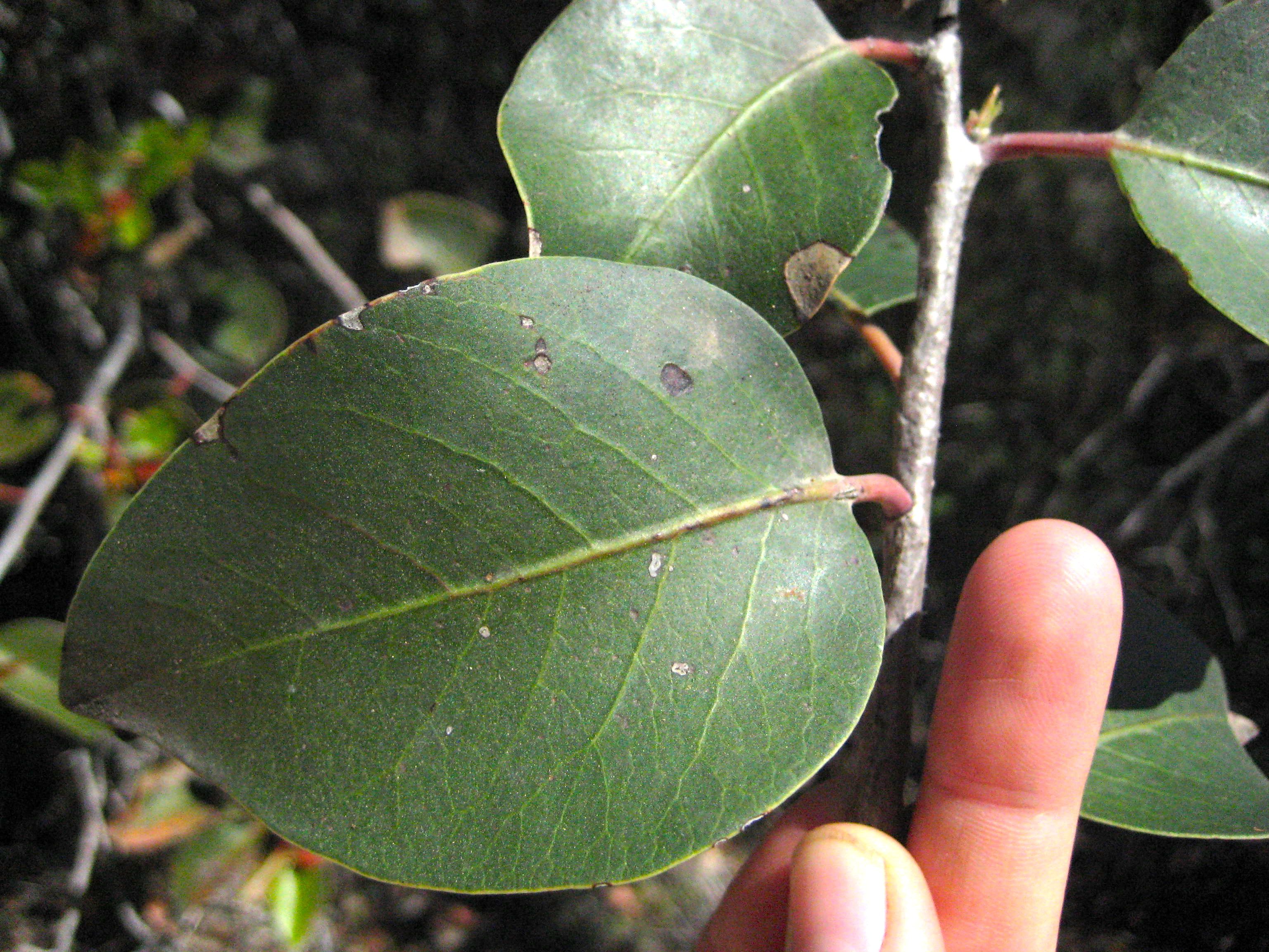 Rhus ovata (Sugar bush), native California shrub / tree