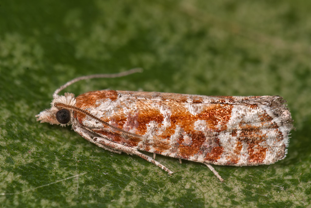 Rhyacionia zozana (Ponderosa Pine Tip Moth), California species