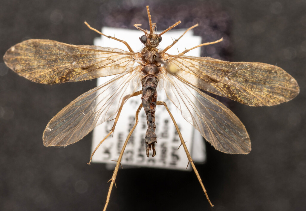 Rhyacophila lineata (Castle Crags Rhyacophilan Caddisfly), California species