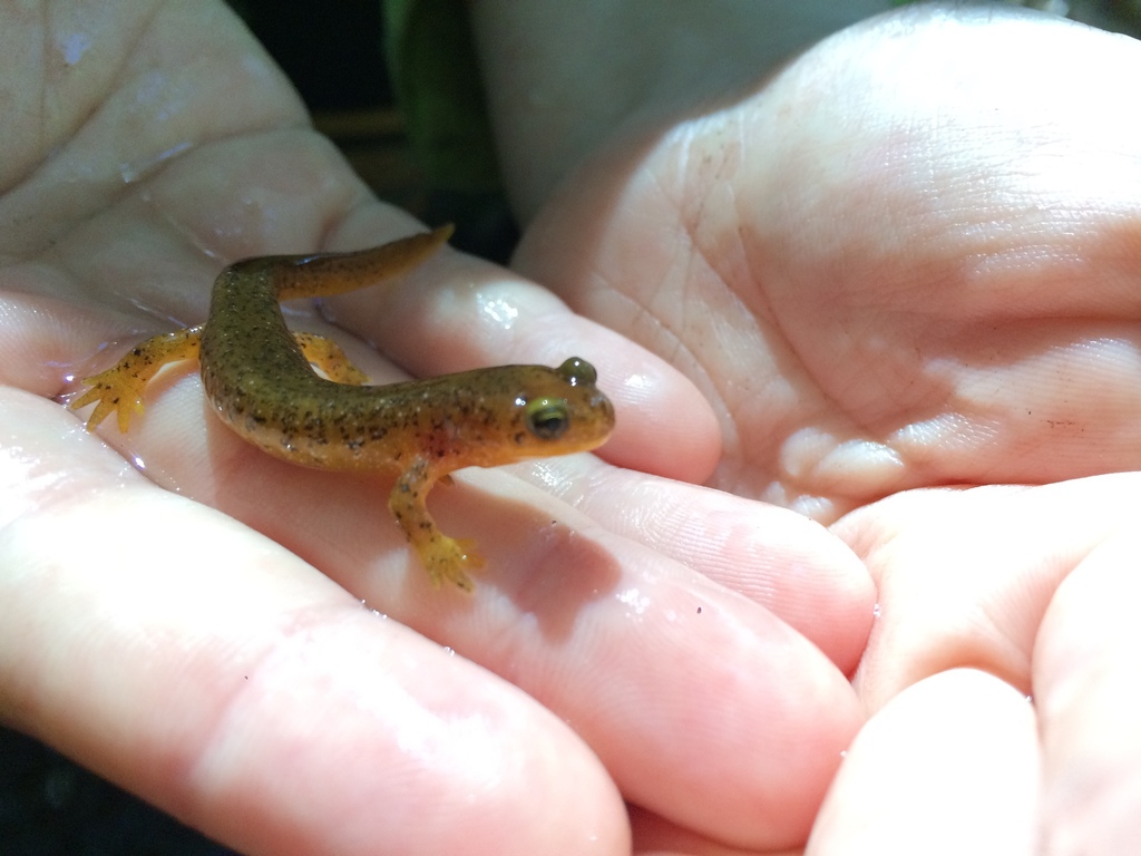 Rhyacotriton variegatus (Southern Torrent Salamander), California species