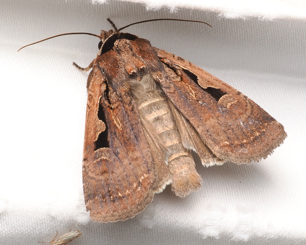 Rhynchagrotis formalis, California species