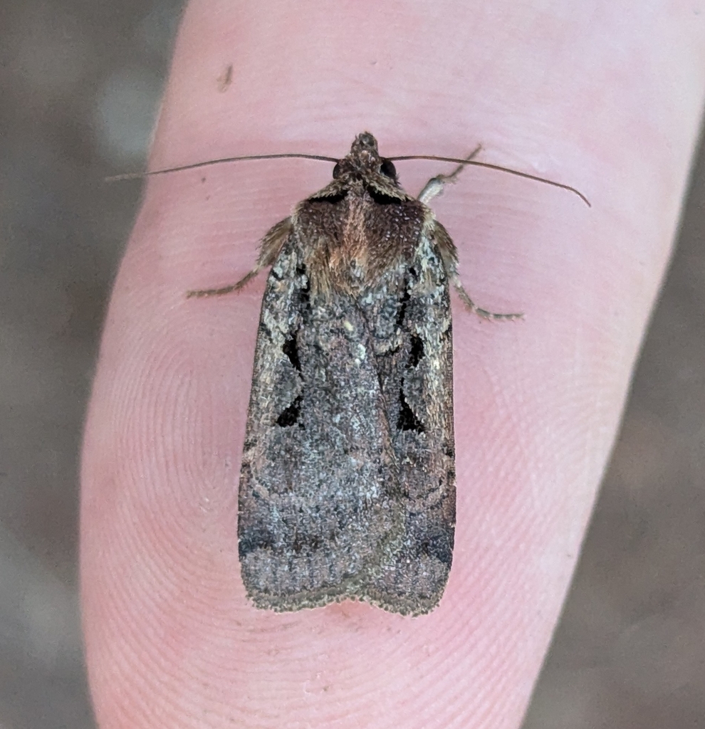 Rhynchagrotis insularis, California species