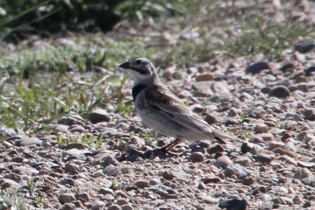 Rhynchophanes mccownii (McCown's Longspur), California species