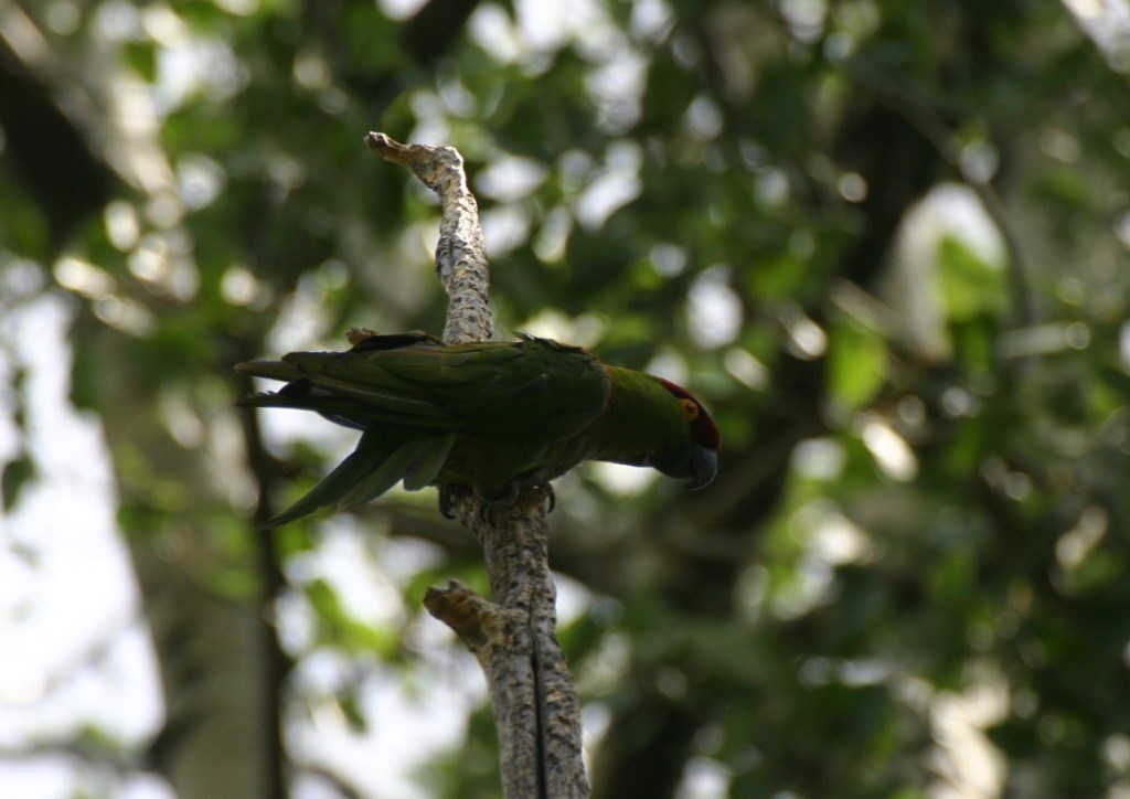 Rhynchopsitta pachyrhyncha (Thick-billed Parrot), California species