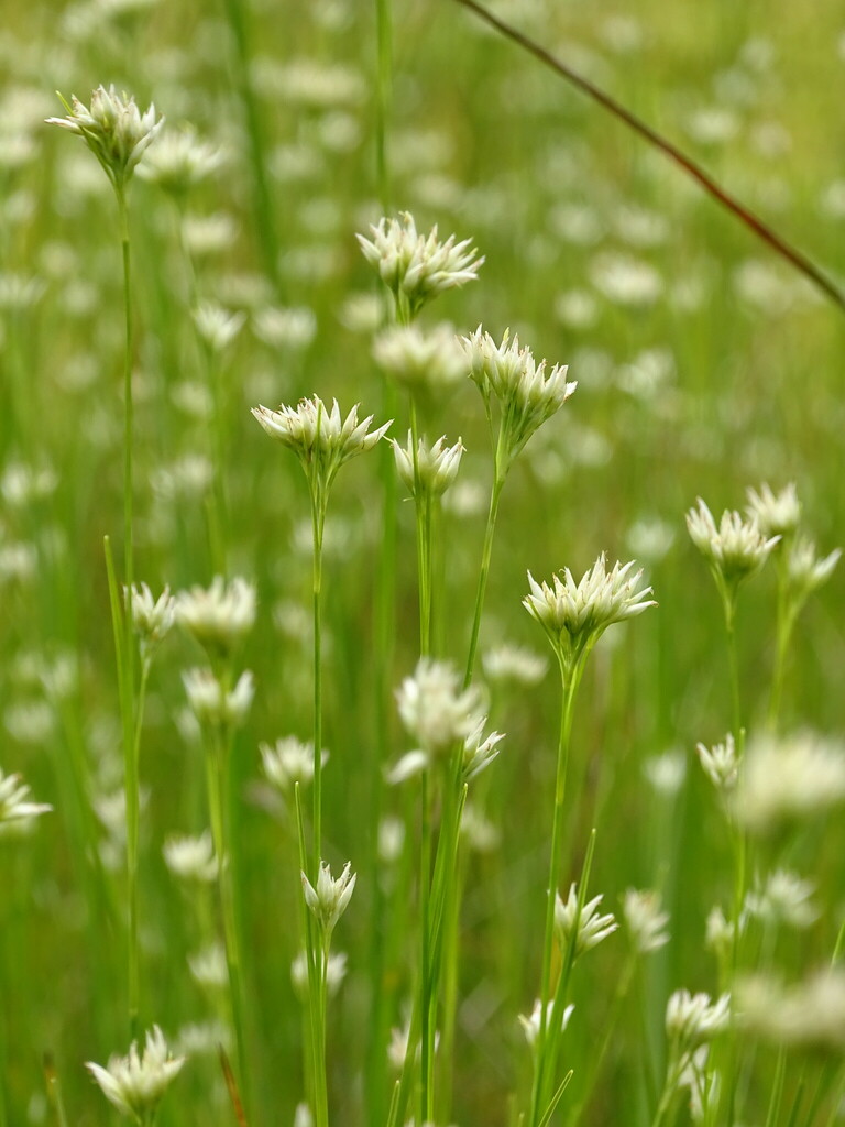 Rhynchospora alba (White beaked-rush), native California grass