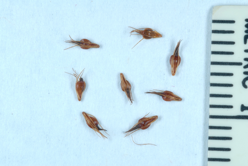 Rhynchospora capitellata (Brownish beaked-rush), native California grass