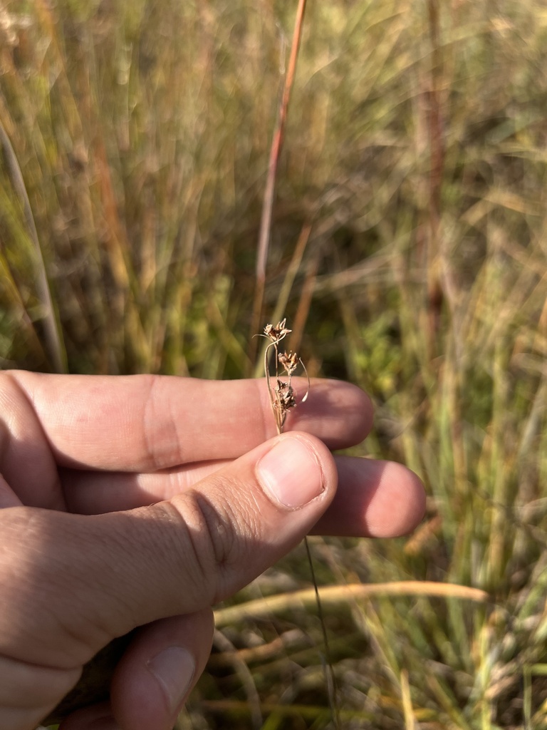Rhynchospora globularis (Globe beaksedge), native California grass