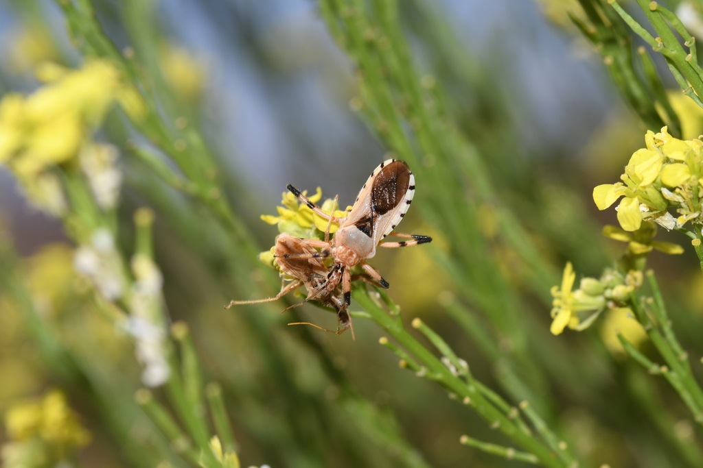 Rhynocoris ventralis, California species