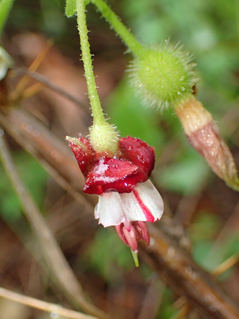 Ribes amarum (Bitter gooseberry), native California shrub