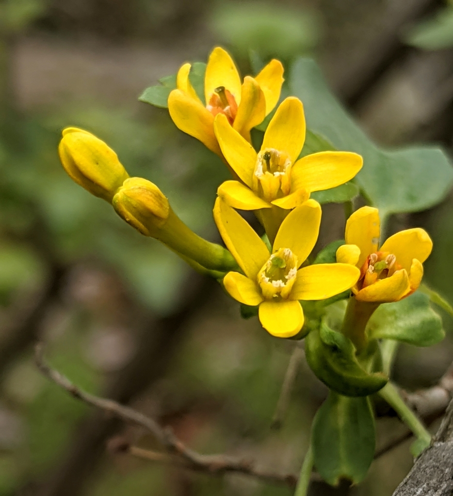 Ribes aureum — parent species of Ribes aureum var. aureum