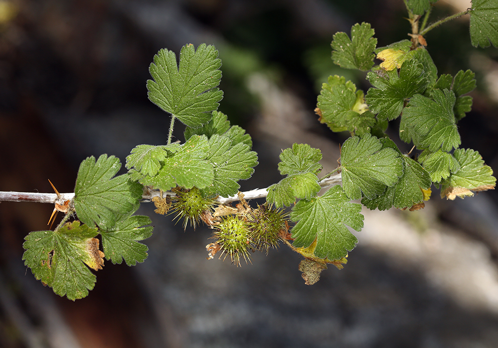 Ribes binominatum (Trailing gooseberry), native California shrub