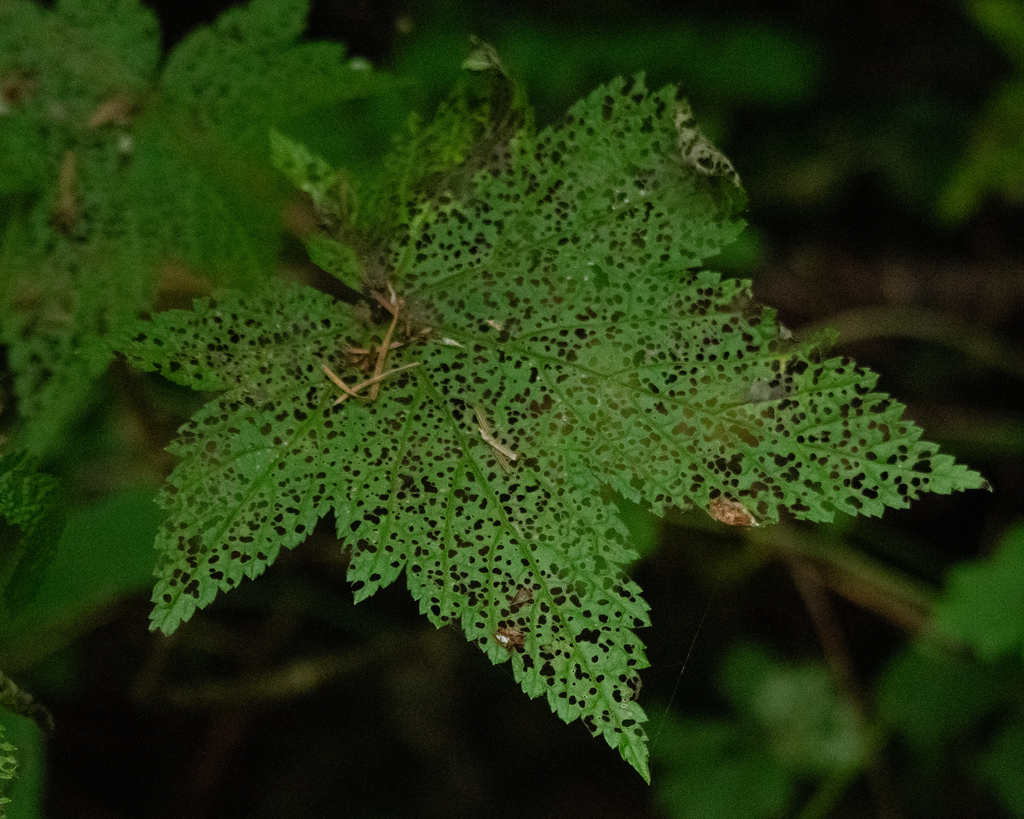 Ribes bracteosum (Stink currant), native California shrub