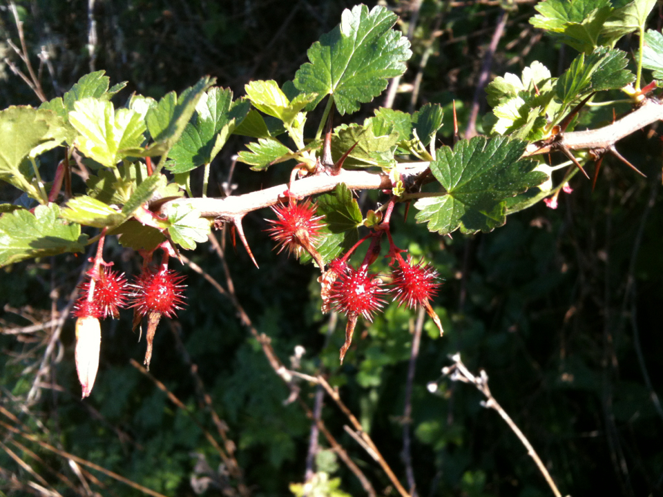 Ribes californicum (Hillside gooseberry), native California shrub