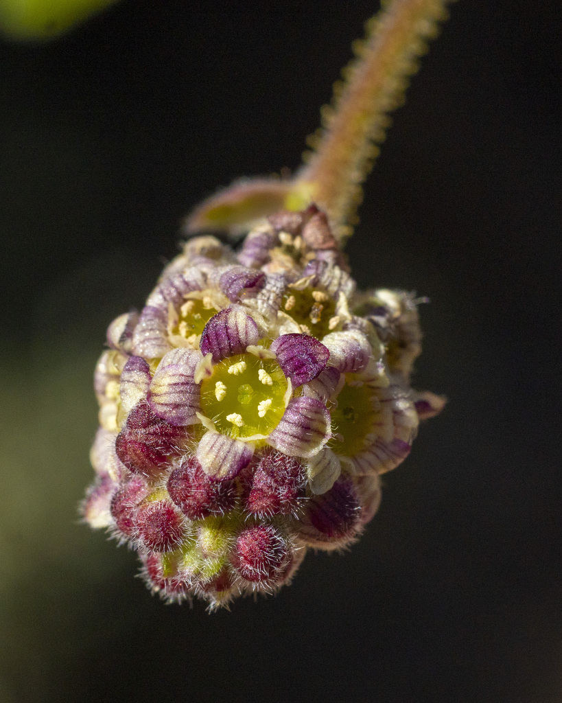 Ribes canthariforme (Moreno currant), native California shrub