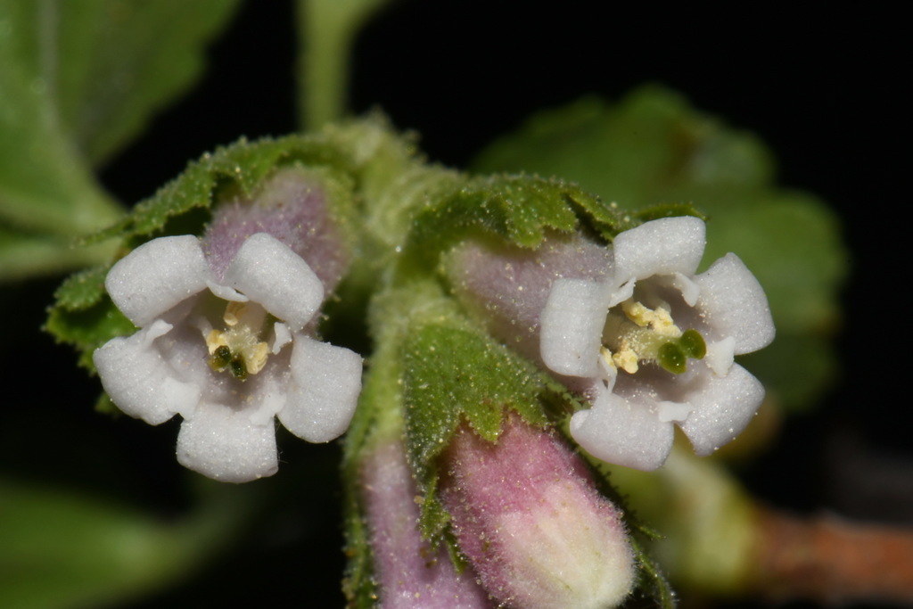 Ribes cereum (Wax currant), native California shrub