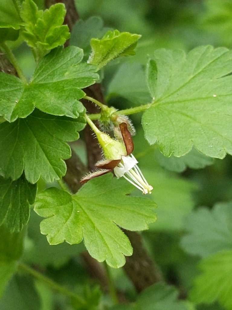 Ribes divaricatum var. pubiflorum (Straggle bush), native California shrub