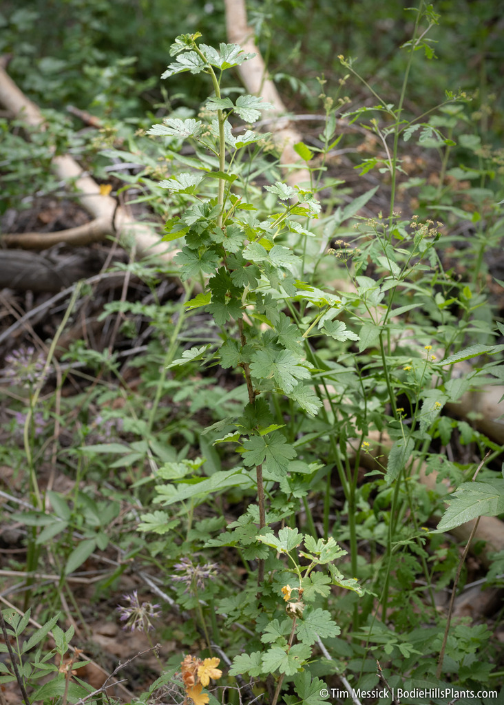 Ribes inerme var. klamathense (Klamath gooseberry), native California shrub