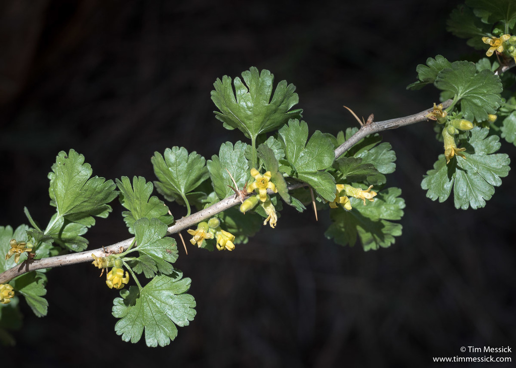 Ribes lasianthum (Woolly-flowered gooseberry), native California shrub