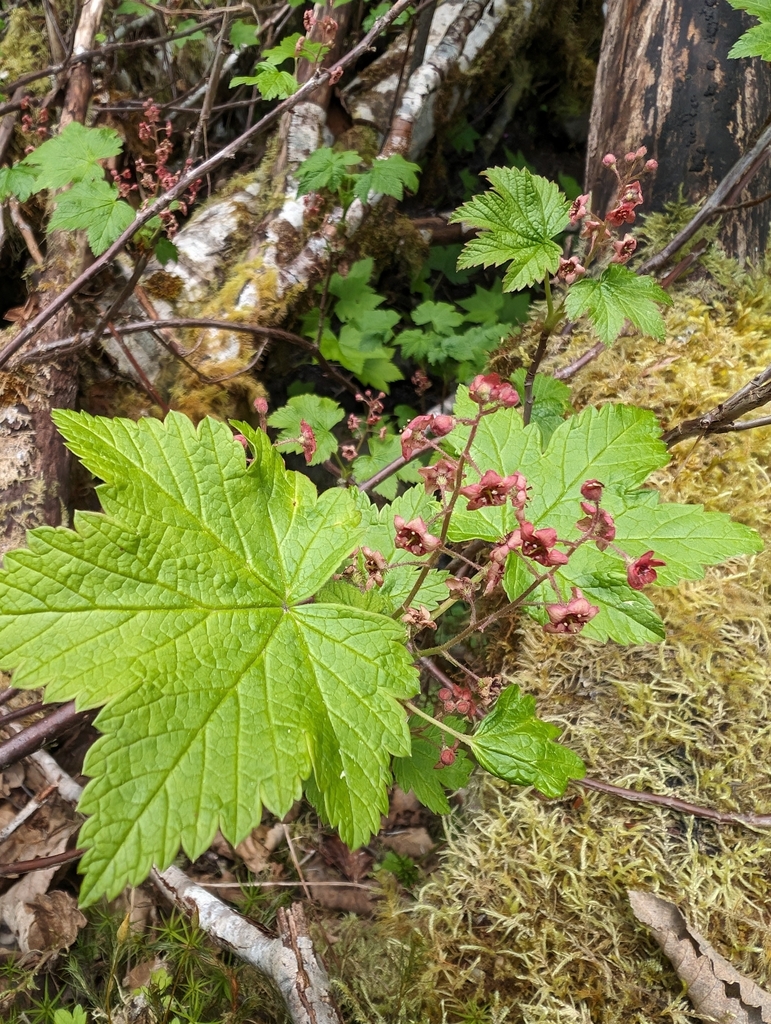 Ribes laxiflorum (Trailing black currant), native California shrub