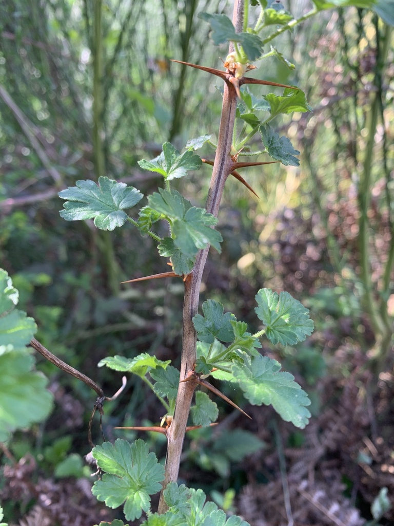 Ribes lobbii (Gummy gooseberry), native California shrub