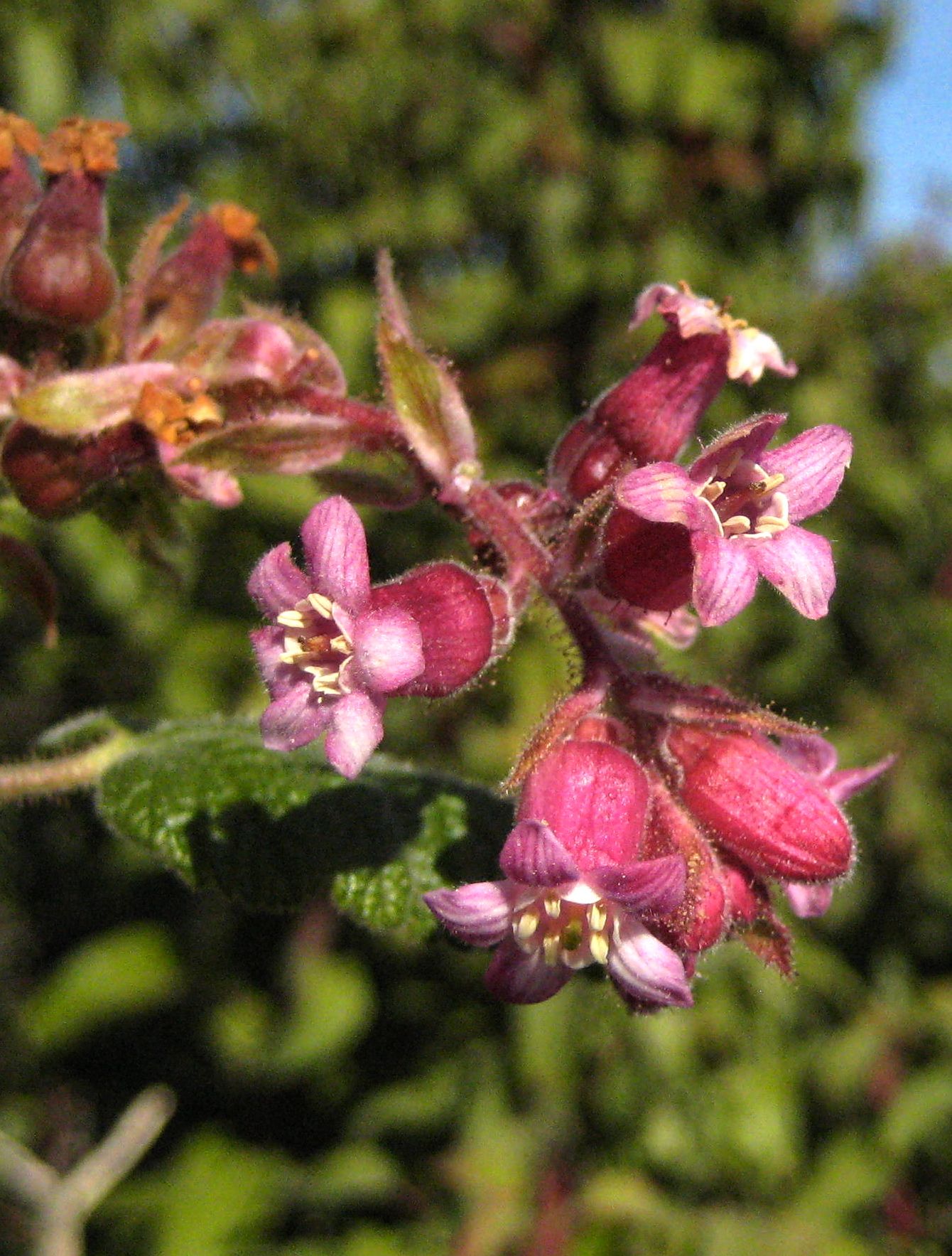 Ribes malvaceum (Chaparral currant), native California shrub