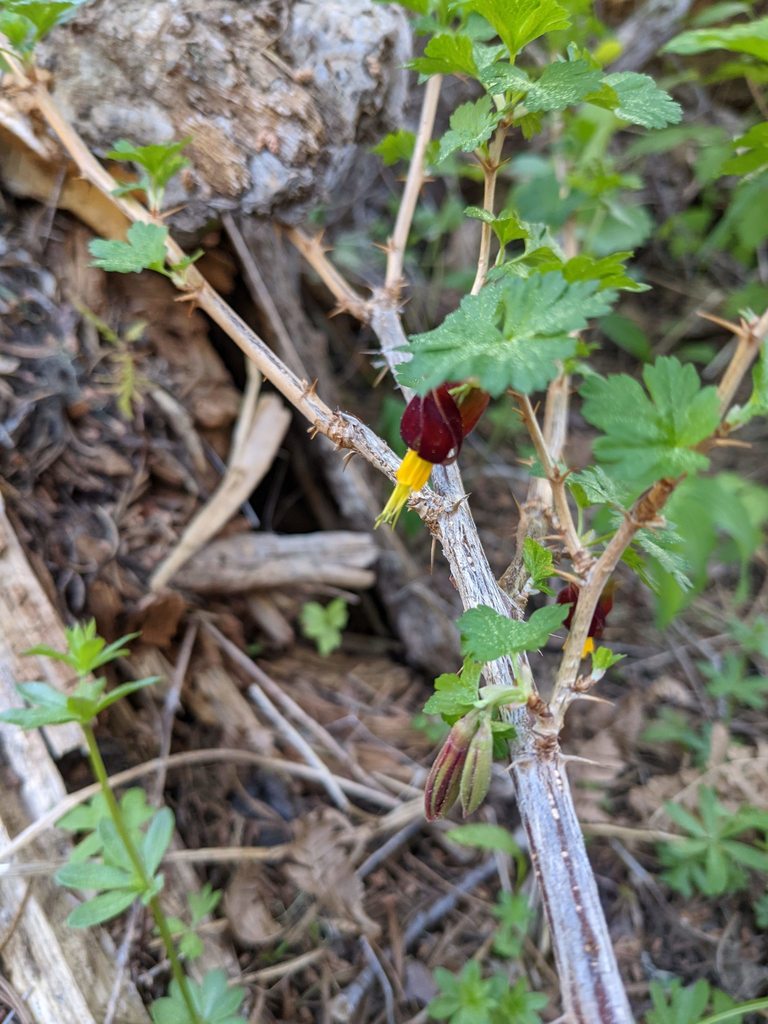 Ribes marshallii (Marshall's gooseberry), native California shrub