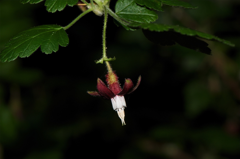 Ribes menziesii var. ixoderme (Aromatic canyon gooseberry), native California shrub