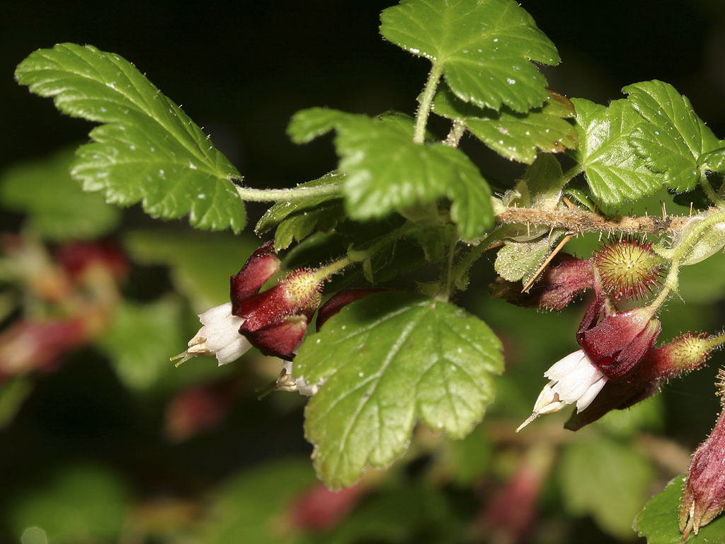 Ribes menziesii var. menziesii (Canyon gooseberry), native California shrub