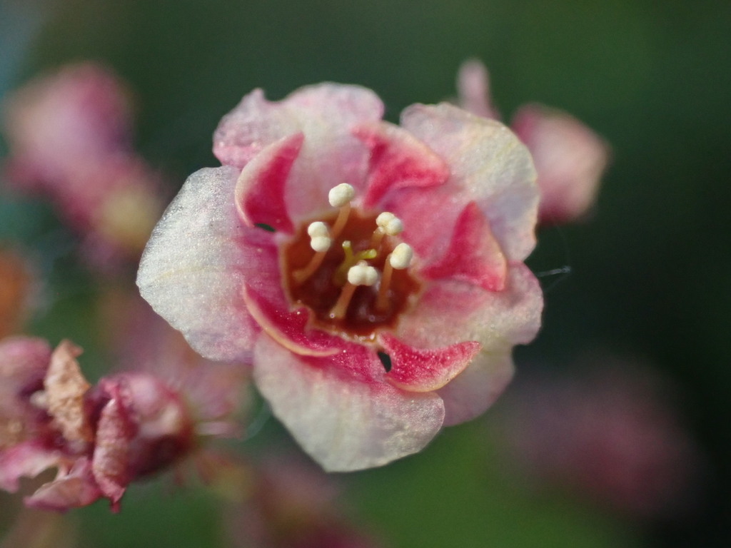 Ribes montigenum (Western prickly gooseberry), native California shrub