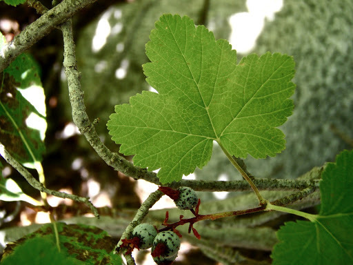 Ribes nevadense (Mountain pink currant), native California shrub