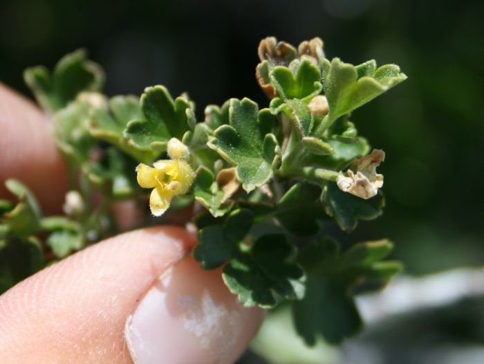 Ribes quercetorum (Oakwoods gooseberry), native California shrub