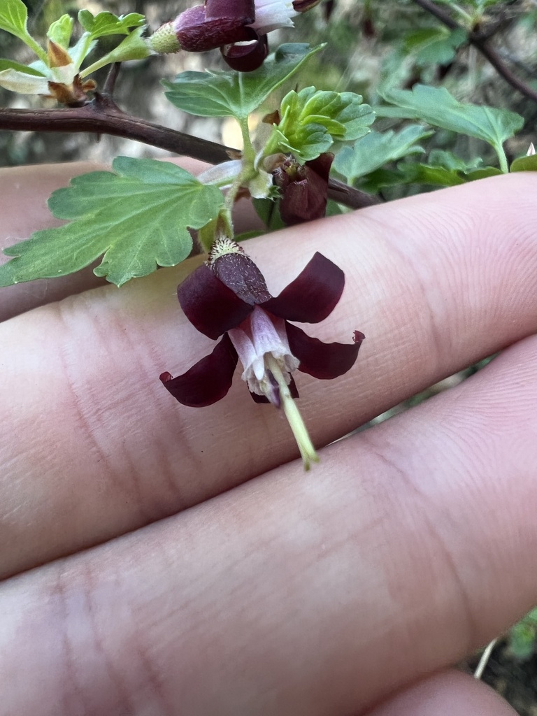 Ribes roezlii — parent species of Ribes roezlii var. cruentum