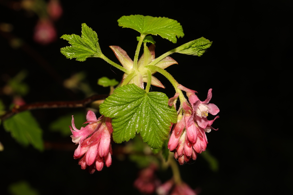 Ribes sanguineum (Red-flowering currant), native California shrub