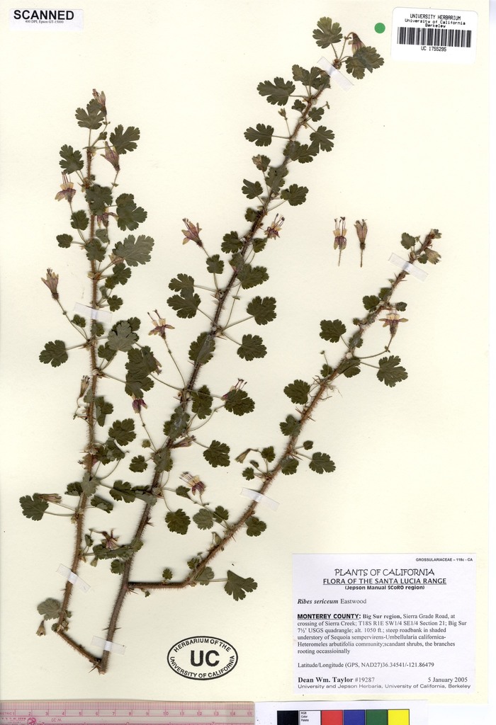 Ribes sericeum (Santa lucia gooseberry), native California shrub