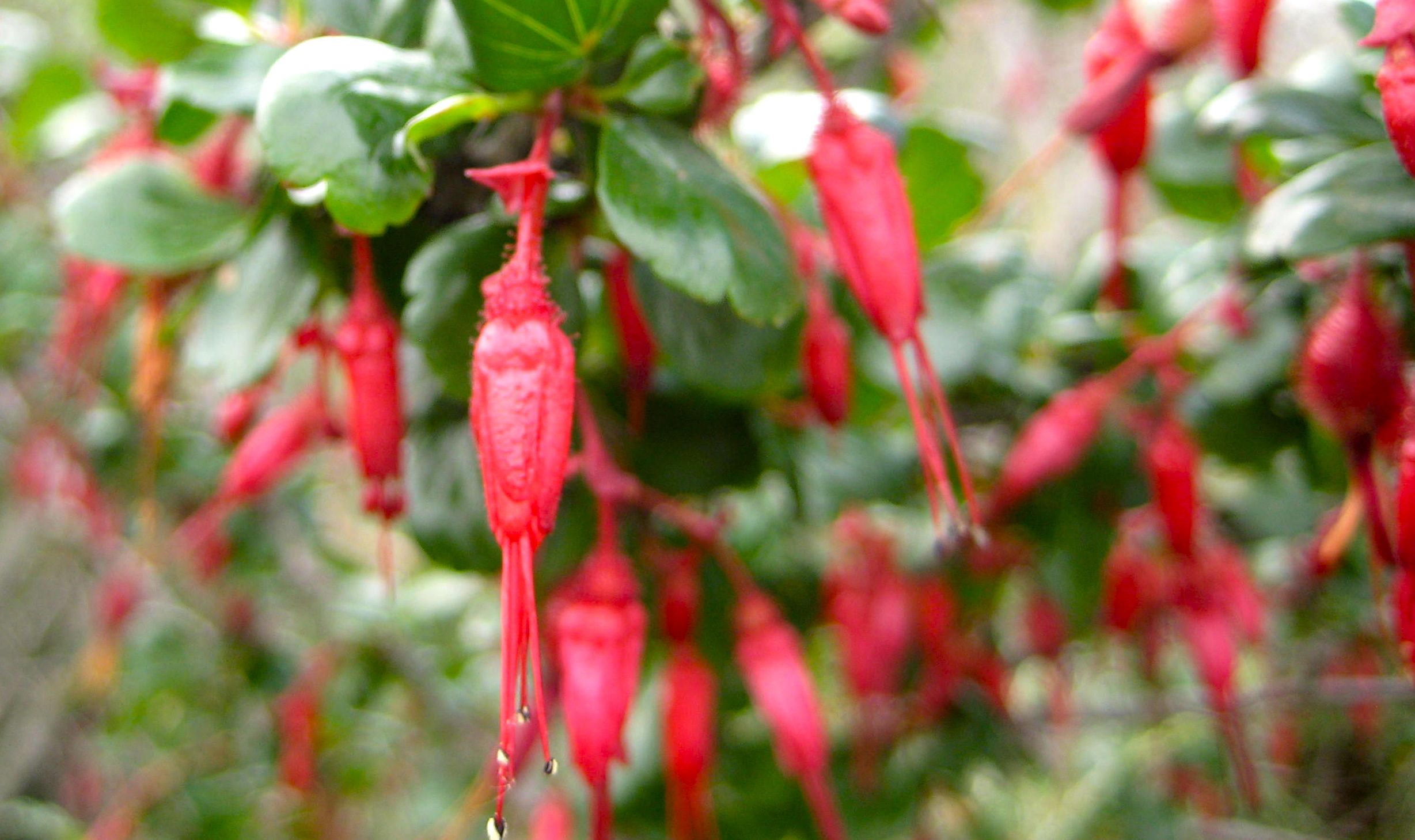 Ribes speciosum (Fuchsia-flowered gooseberry), native California shrub